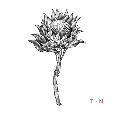♧ Avec ce dessin d'une Protea, je commence une série de futurs tatouages de fleurs et plantes tropicales ♧
#tattooflower #tattoobotanical #tattootropical #draw #projet2018 #proteaflower