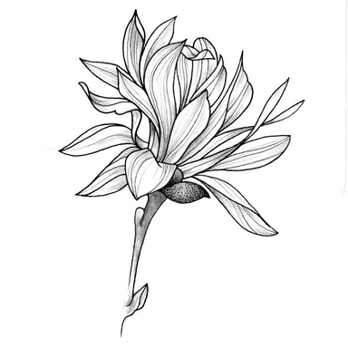 ♧ Magnolia ♧
#illustration #tattooflower #magnolia #fineline #project2018 #artiste