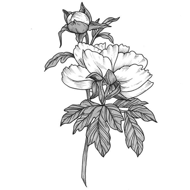 ○ Pivoines ○
#tattoo #pivoine #flowers #black #project2018 #draw #illustratrice